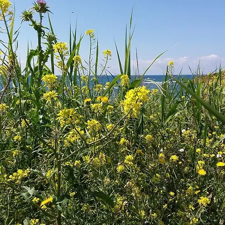 Vista Mare, 100mt Dall'ospedale Pediatrico, A 200mt Dal Mare, 1h Da Roma Termini Daire